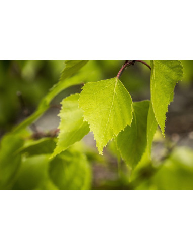 Sauna Fragrance Birch