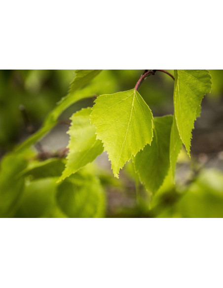 Sauna Fragrance Birch