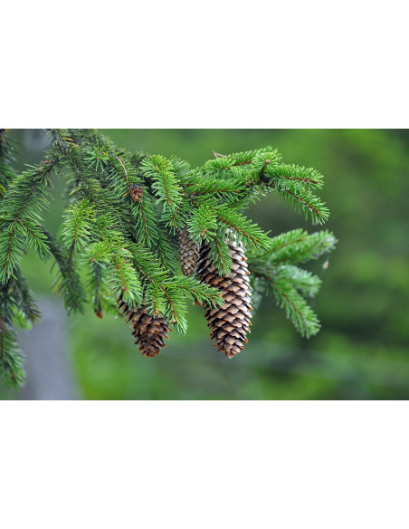 Sauna Fragrance Forest