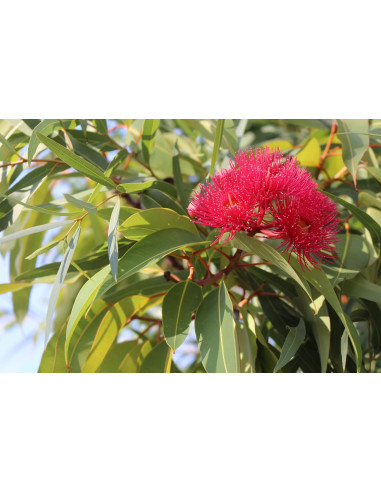 Sauna Fragrance Eucalyptus